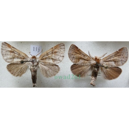 Clostera pigra (Hufnagel, 1766) pair Wzjeżka spalica Czech11j